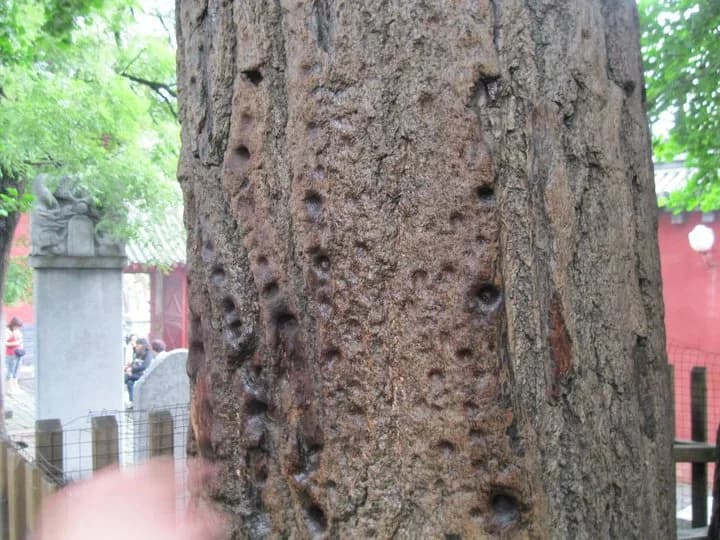 Old tree at the Shaolin Temple with rows of small holes in its bark.